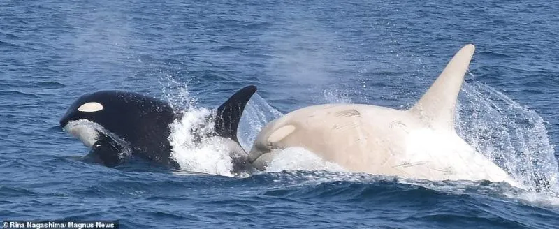 注目：日本沿岸で珍しい白いシャチのつがいが発見された