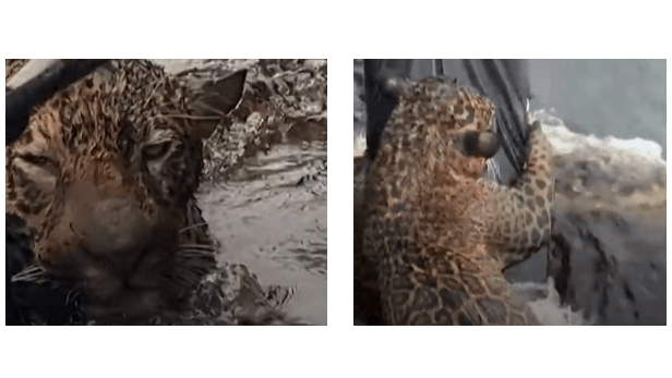 Jaguar clings to float from boat as it's rescued from river in Brazil
