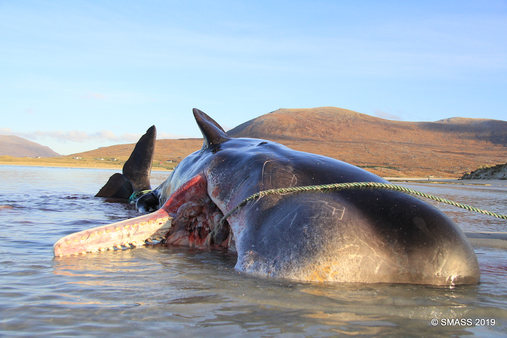 Vlekkeloos misdrijf Besluit Ongeveer 100 kg afval in zee gevonden in maag van walvis - Marine Industry  News