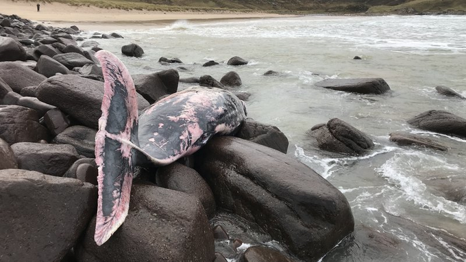 Rare species of whale found stranded in UK for first time - Marine Industry  News