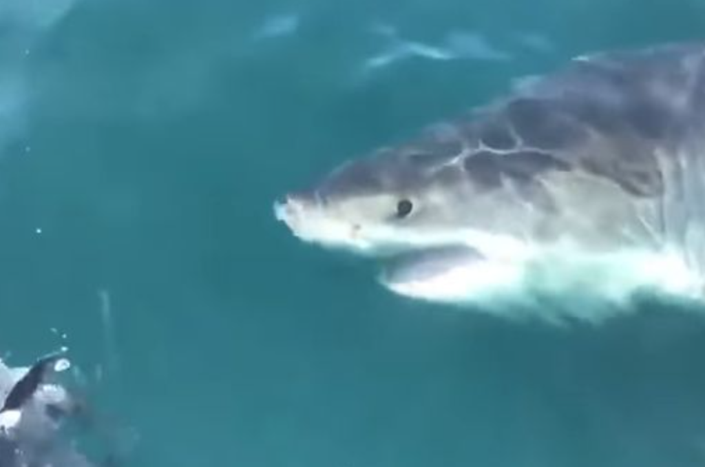 great white shark