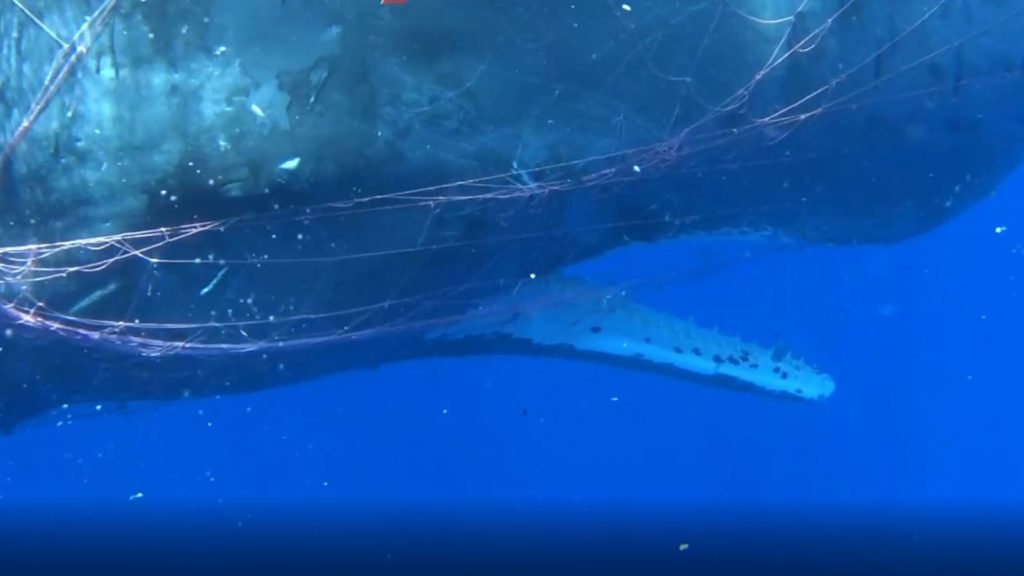 Underwater rescue: Spanish divers free whale trapped in illegal fishing net