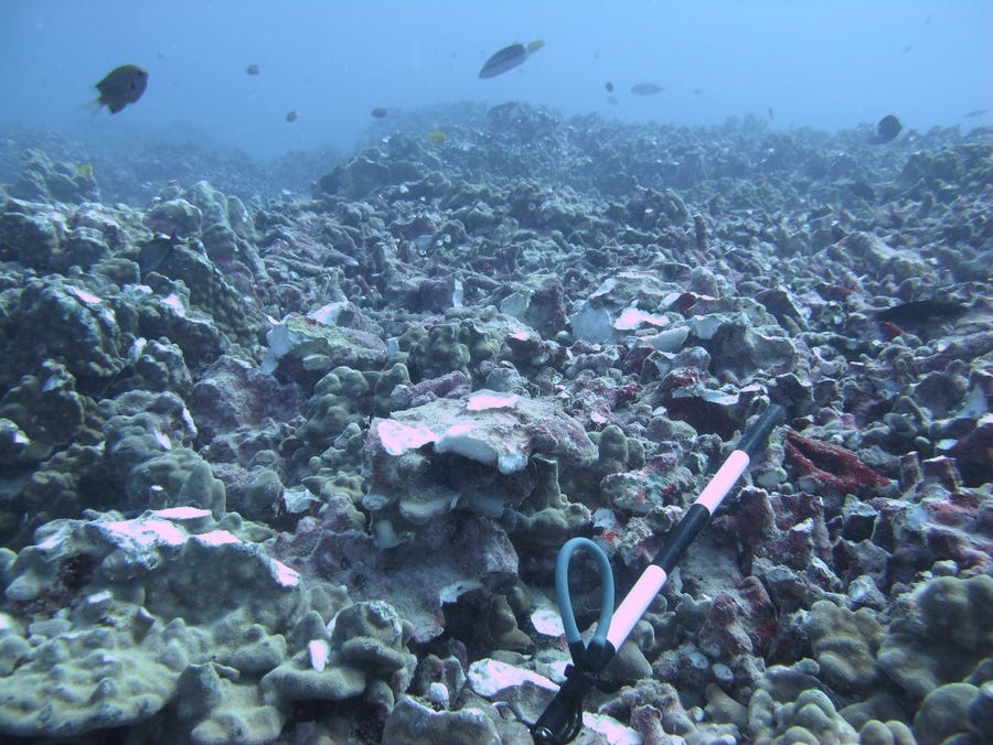 Luxury yacht owners fined $100k for coral reef damage off Hawaii ...