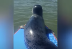 Watch: Seal hitches a ride on a paddleboard