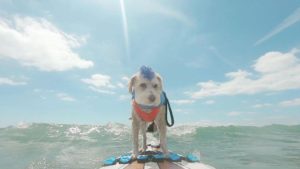 WATCH: Dog surfing & SUP championships in Poole this weekend