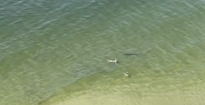 WATCH: Shark circles swimmers at Florida beach