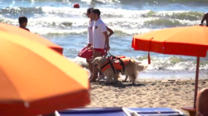 Three dogs help save 14 people at sea