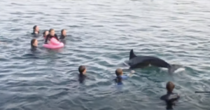 VIDEO: Cornwall’s ‘friendly’ dolphin appears but swimmers asked not to play