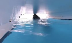 Humpback Whale
