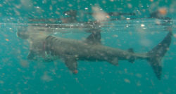Shark glides through the water