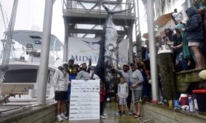 Fishermen win $1.16 million after catching ‘record-breaking’ blue marlin