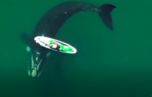 VIDEO: Stunning footage of whale encounter with SUP