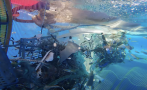 Plastic is providing a new habitat for coastal species in the ocean, study finds