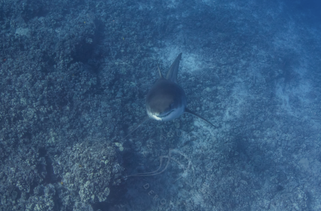 Diver Captures Close Encounter With Great White Shark - Marine Industry ...