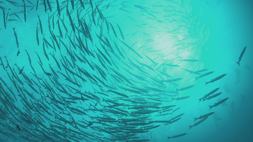 World Ocean Summit 2022 fish in ocean