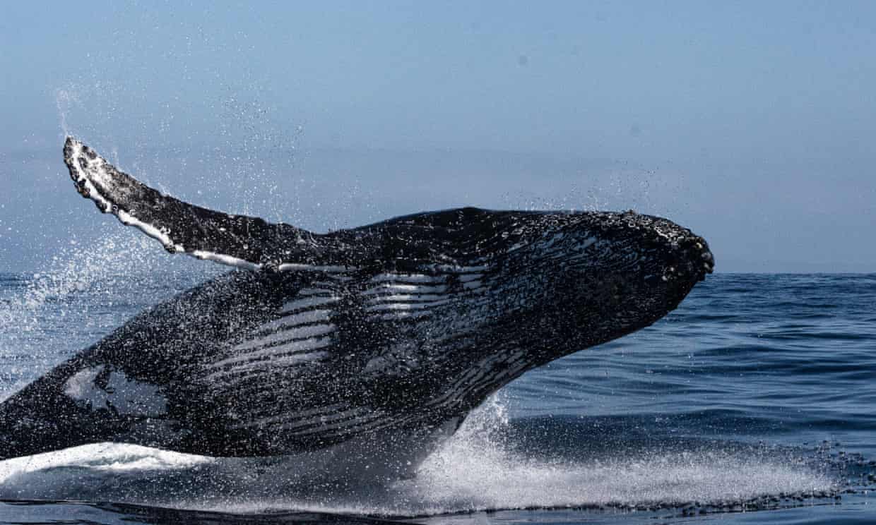 VIDEO: Humpbacks return to UK seas after whaling bans - Marine Industry ...