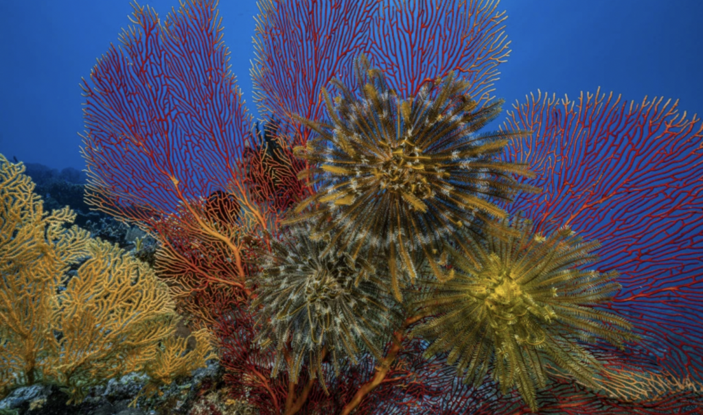Coral Reef Tahiti credit Alexis Rosenfeld