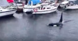 Watch: Orcas swimming in Comox Marina