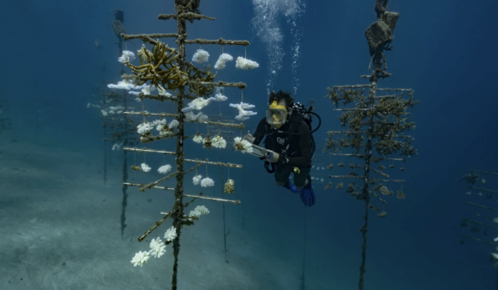 Coral trees deployed off the coast of Moorea