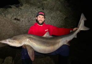 Six-stone shark caught off the Pembrokeshire coast