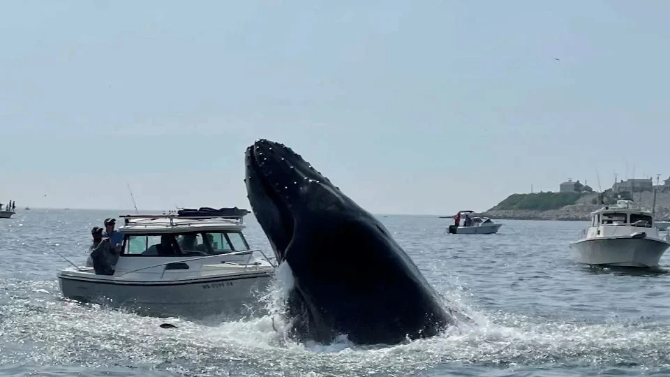 Plymouth humpback whale breach