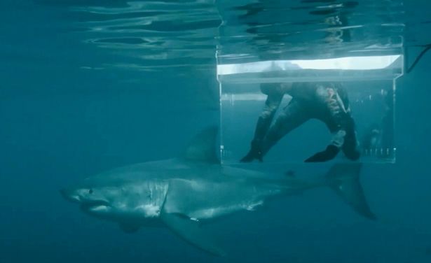 great white smashes through diver's cage