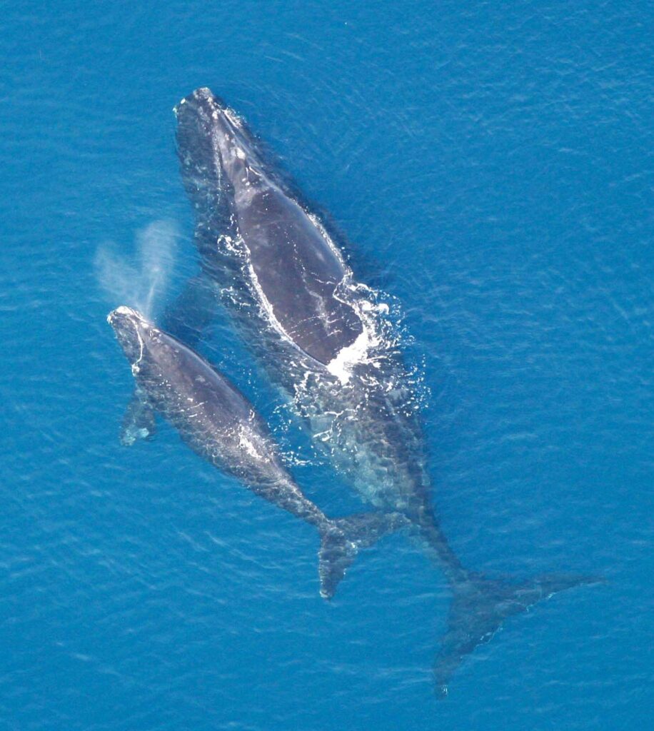 A north Atlantic right whale with calf