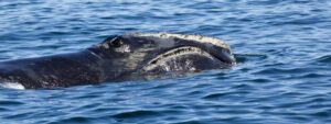 Baleine noire de l'Atlantique Nord, baie de Fundy, Nouveau-Brunswick, Canada