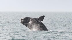 A North Atlantic right whale breaches