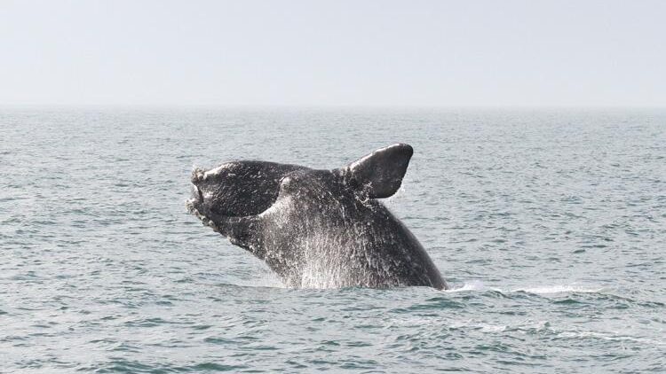 Een Noord-Atlantische rechtse walvis breekt door