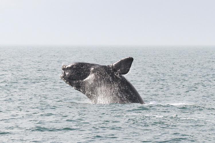 A North Atlantic right whale breaches