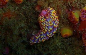 multi coloured sea slug on a rock