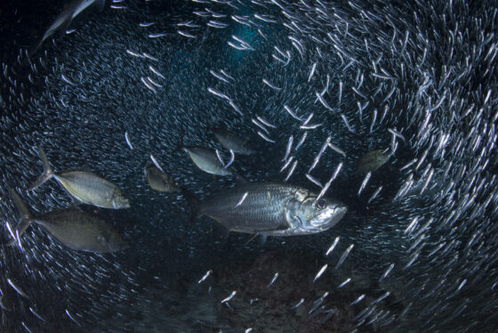 Silversides and tarpon_Grand Cayman  Credit: Ellen Cuylaerts / Ocean Image Bank