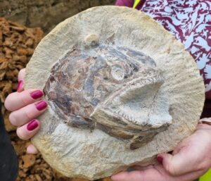 The fossilised remians of a 3d fish skull