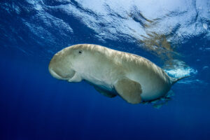 Dugong gracefully swimming under water in a clear blue ocean.