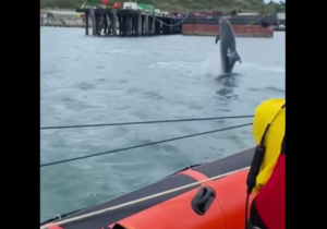 Watch as dolphins leap out of water alongside Weymouth RNLI crew