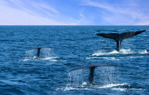 Whale tails in ocean water, Sri Lanka