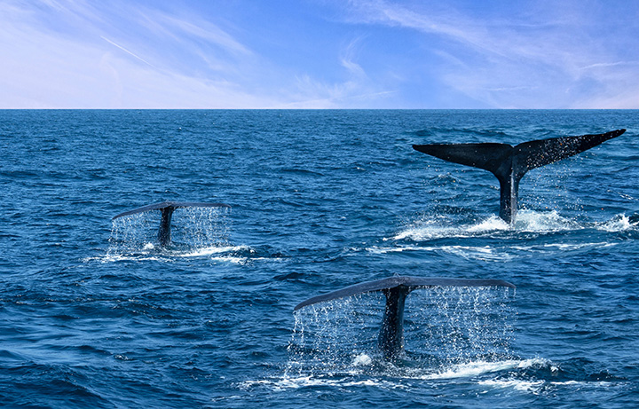 Code di balena nell'acqua dell'oceano, Sri Lanka