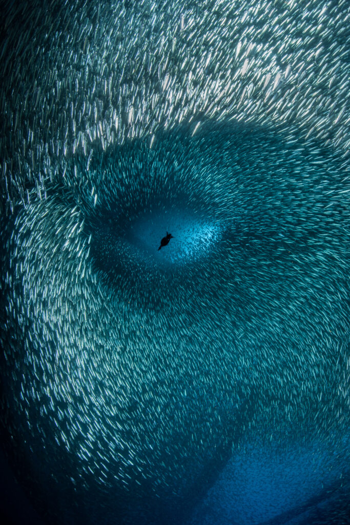 Brook Peterson A cormorant dives through a huge school of baitfish, creating a series of shapes that mimics that of a human face.  United States