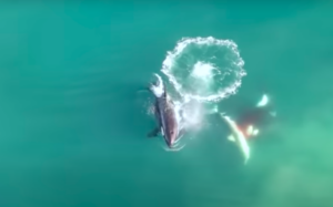 orca killer whales attack and kill great white shark