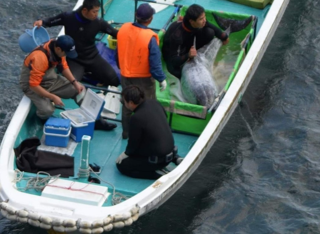 Taiji dolphin hunt LIA Dolphin Project