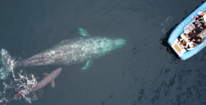 Whale give birth at Dana Point in California