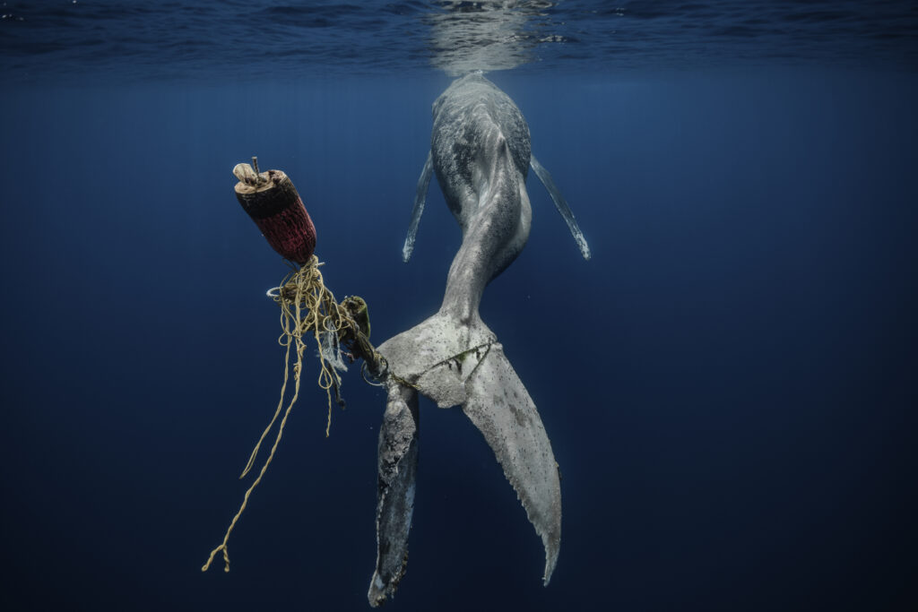 Wal mit am Schwanz befestigten Fischernetzen