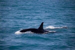 Orca