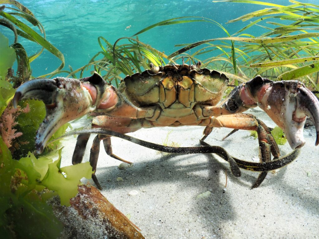 Seagrass with a Green Shore crab (Carcinus maenas), Isles of Scilly, Cornwall, UK

Credit: Michiel Vos / Ocean Image Bank