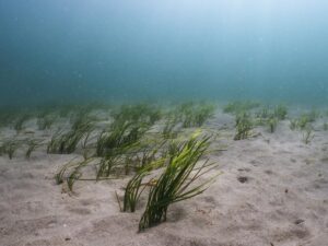海草。 海洋保護トラストによる画像