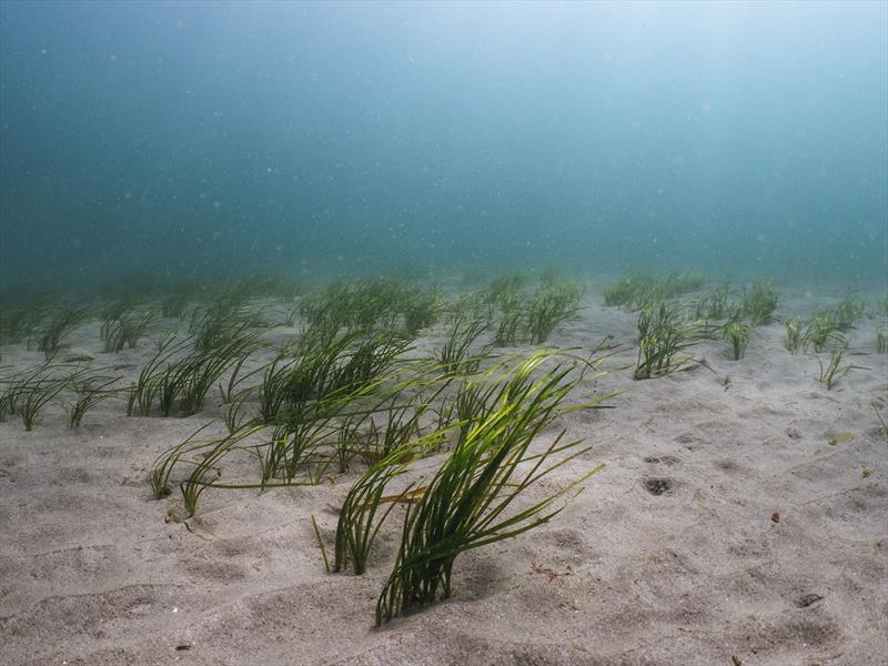 Seagrass. Image by Ocean Conservation Trust