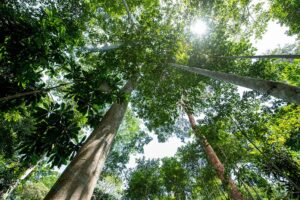 FSC Yachting for Forests