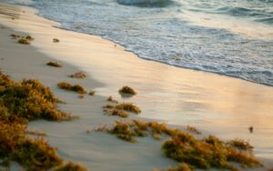 Algen am Sandstrand mit kleinen Wellen