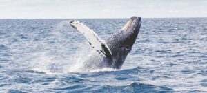 Baleine violant l'océan.